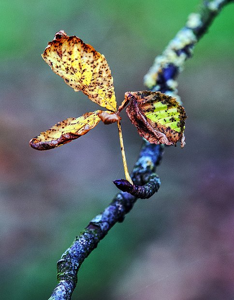 der Herbst  Kopie