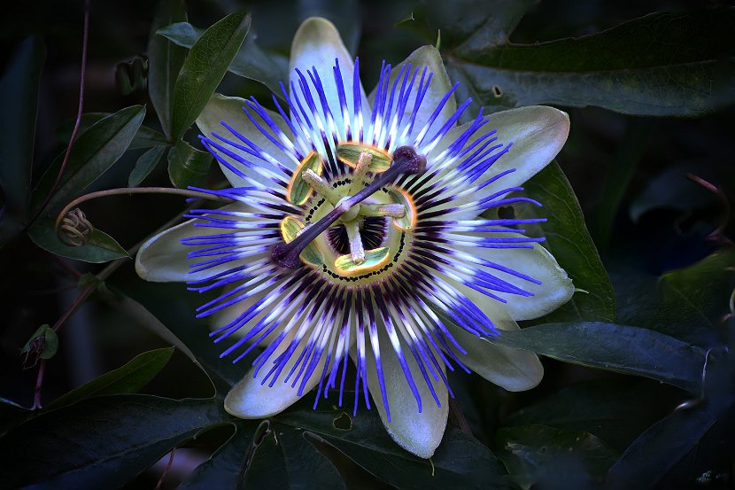 Passiflora_vignette_mini