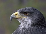 _mg_3318-blaukopfadler.jpg