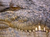 _mg_8506--croc.jpg
