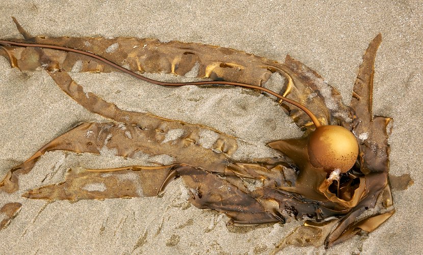 beach-art