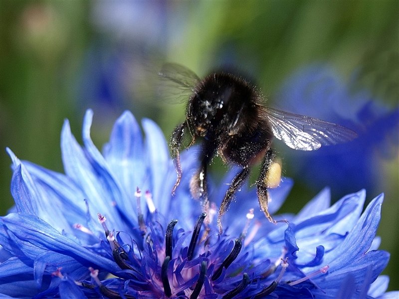 hummel