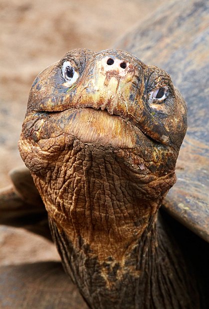 trauriger blick