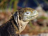 landleguan.jpg