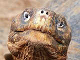 trauriger blick.jpg