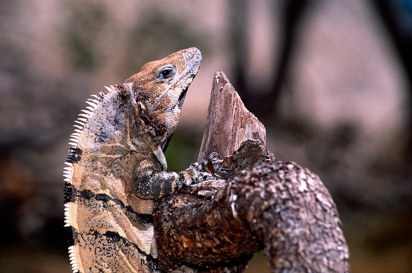 leguan-dia