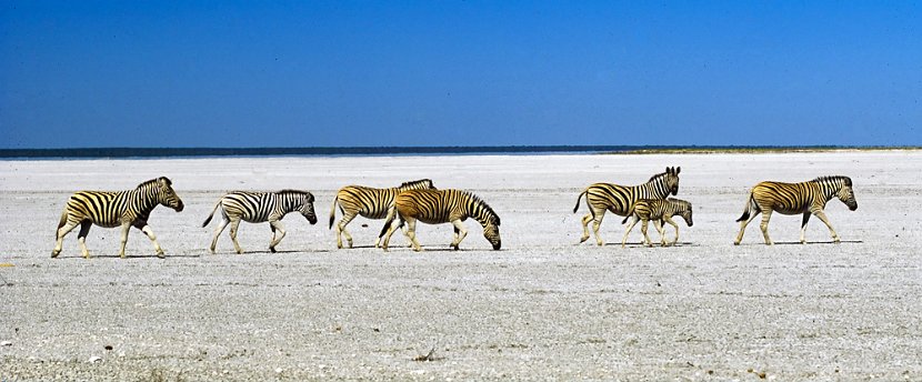 zebrastreifen-namibia-dia