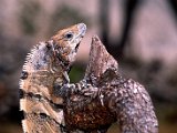 leguan-dia.jpg