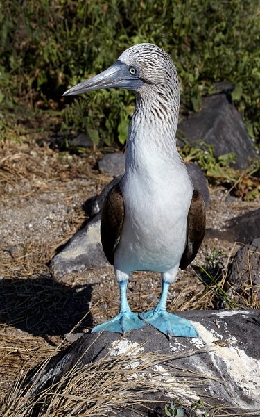 Blaufusstoelpel