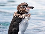 Pinguin.jpg