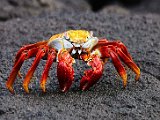 _MG_7133 Gal2012_3.jpg