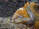 _MG_7869-Gal-2012-Landleguan.jpg