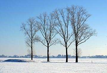 Quartett Kopie