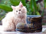 Balou der Kater Kopie.jpg