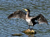 Kormoran Kopie.jpg