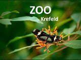 04. September 2022 - Fotofahrt Zoo-Krefeld
