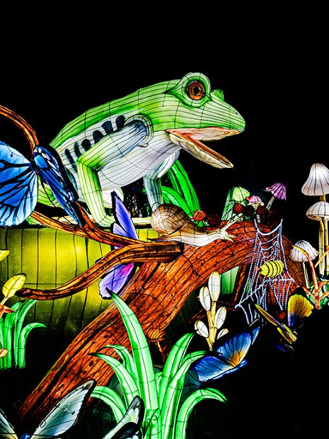 3. Frosch 30 x 40 klein