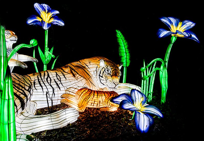 9. Tiger 30 x 40