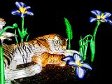 9. Tiger 30 x 40.jpg
