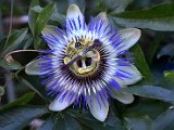 Leo C - Passiflora_klein - 4 Apr 2024.jpg