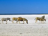 zebrastreifen-namibia-dia.jpg